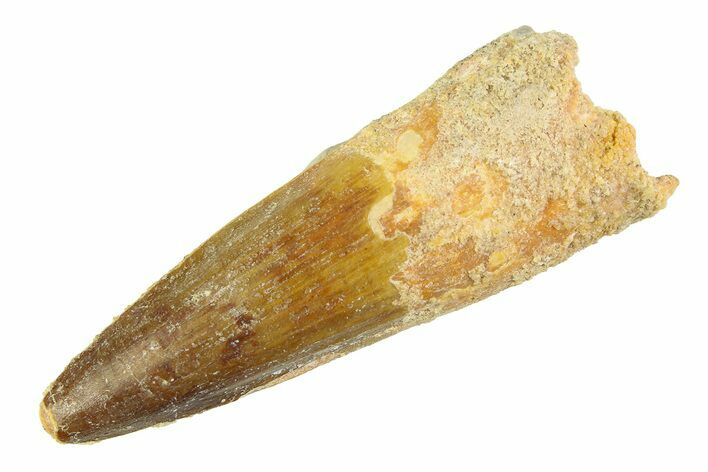 Fossil Spinosaurus Tooth - Real Dinosaur Tooth #354741